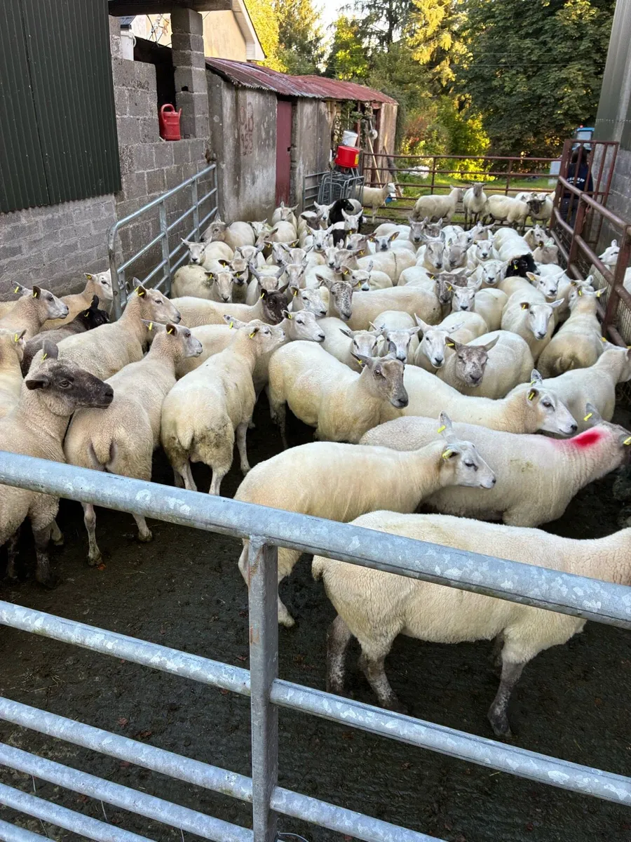 Breeding ewes (sheep) - Image 2