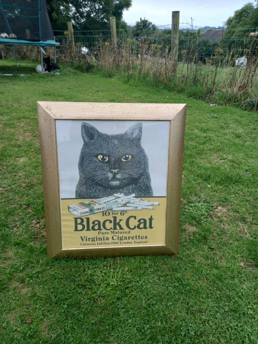 Black Cat Cigs Framed Advert