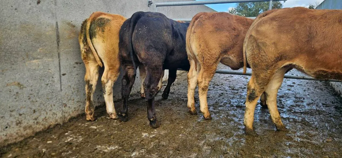 **8 Super Limousin Heifers ** - Image 2