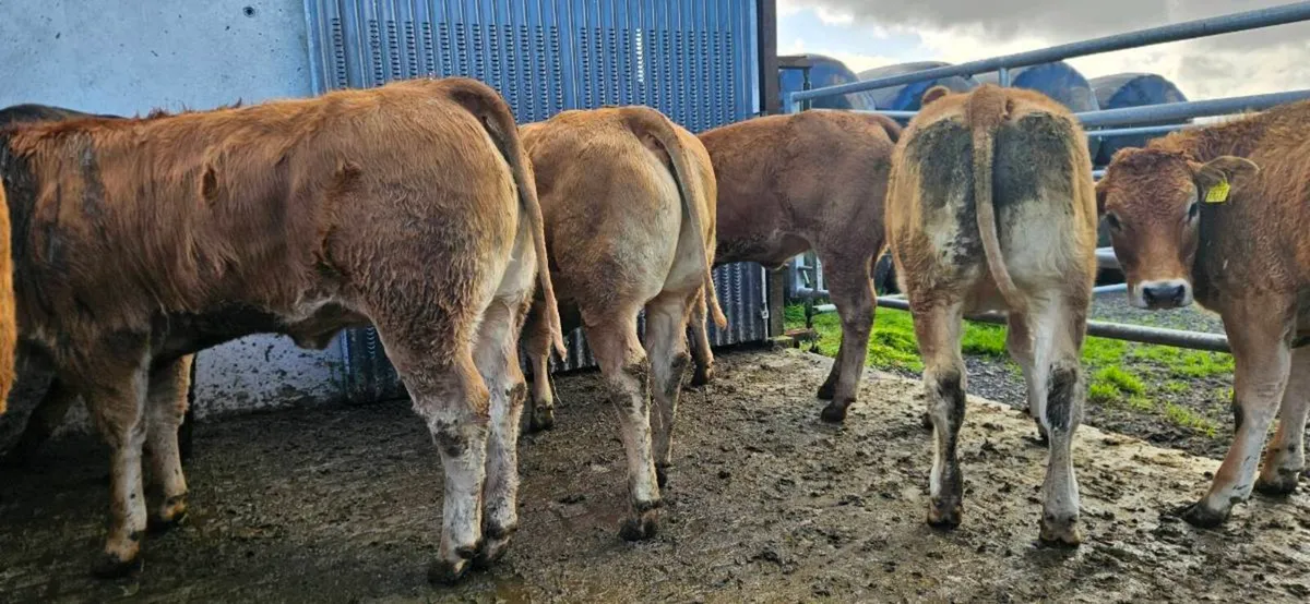 **8 Super Limousin Heifers ** - Image 3