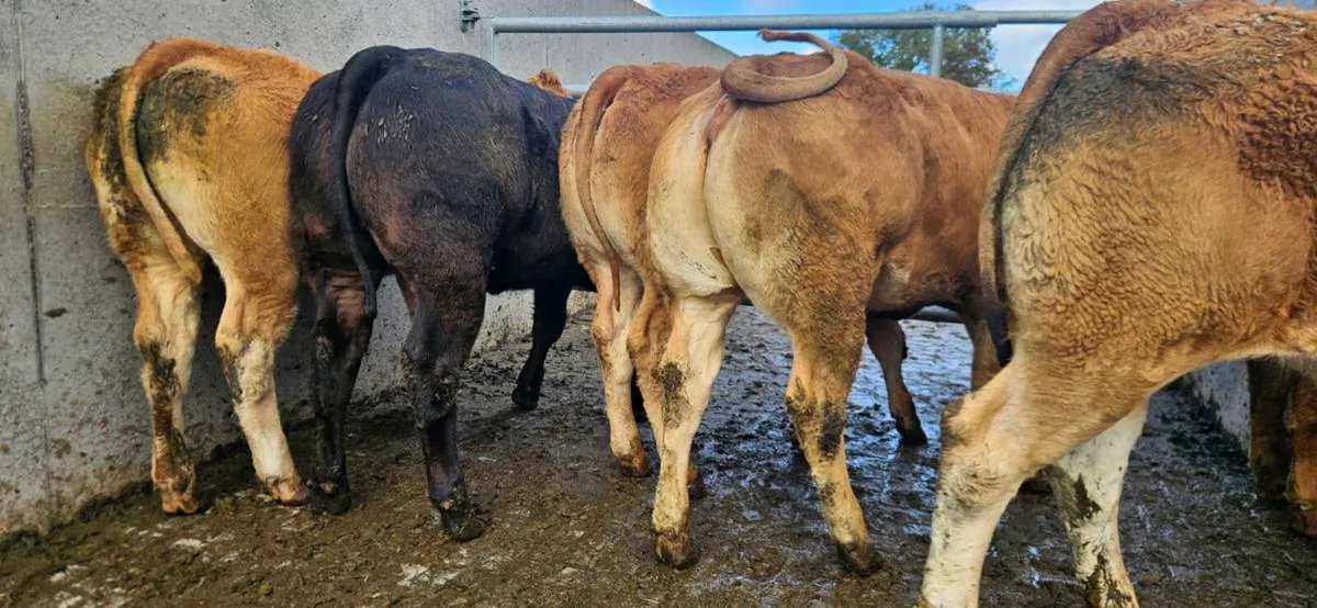 **8 Super Limousin Heifers ** - Image 1