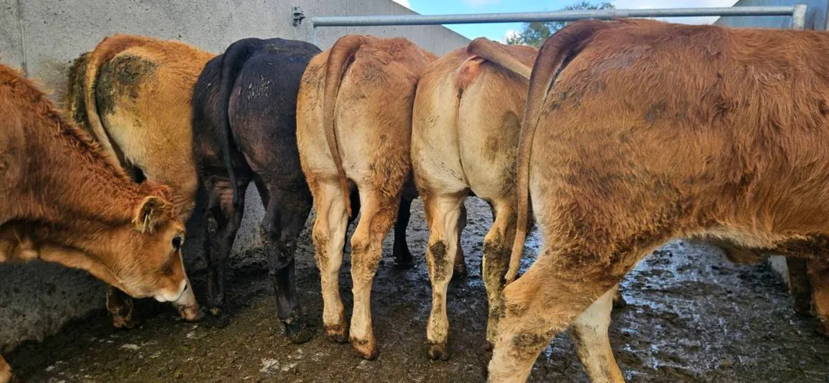 **8 Super Limousin Heifers ** - Image 4