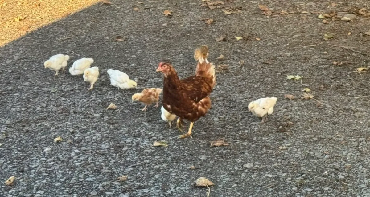 Hen and chicks - Image 2