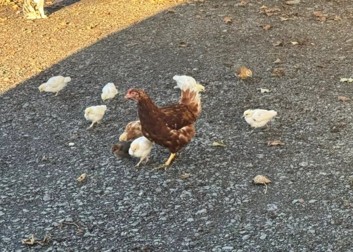 Hen and chicks - Image 3