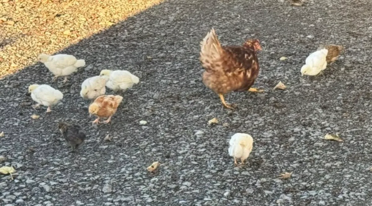 Hen and chicks - Image 4