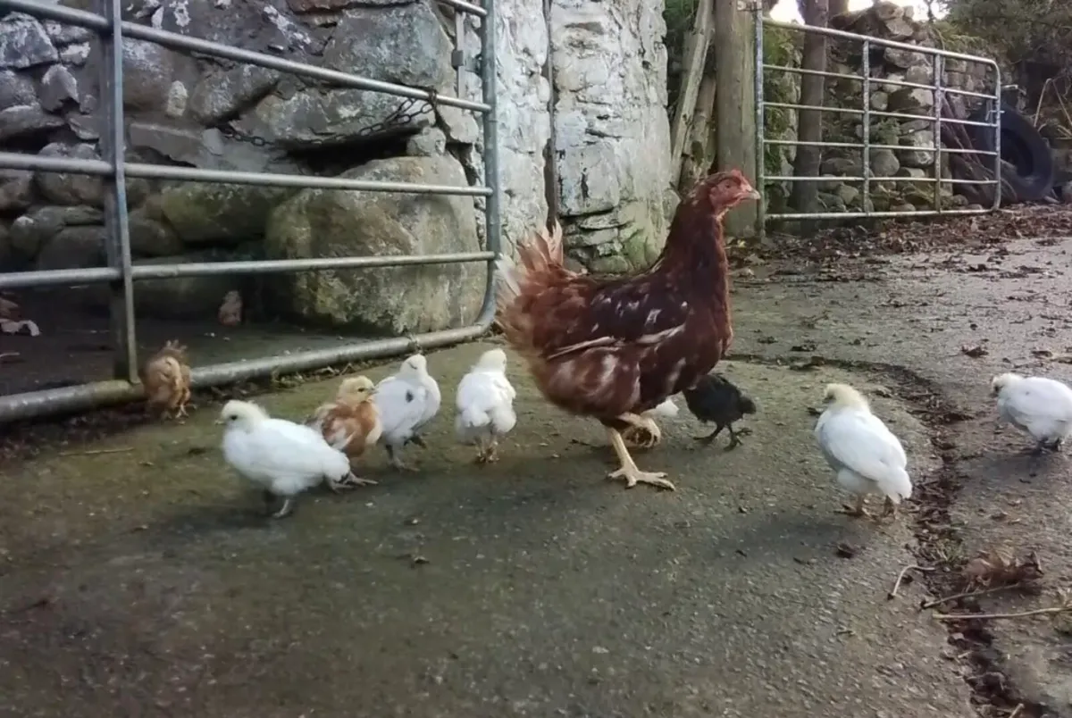 Hen and chicks - Image 1