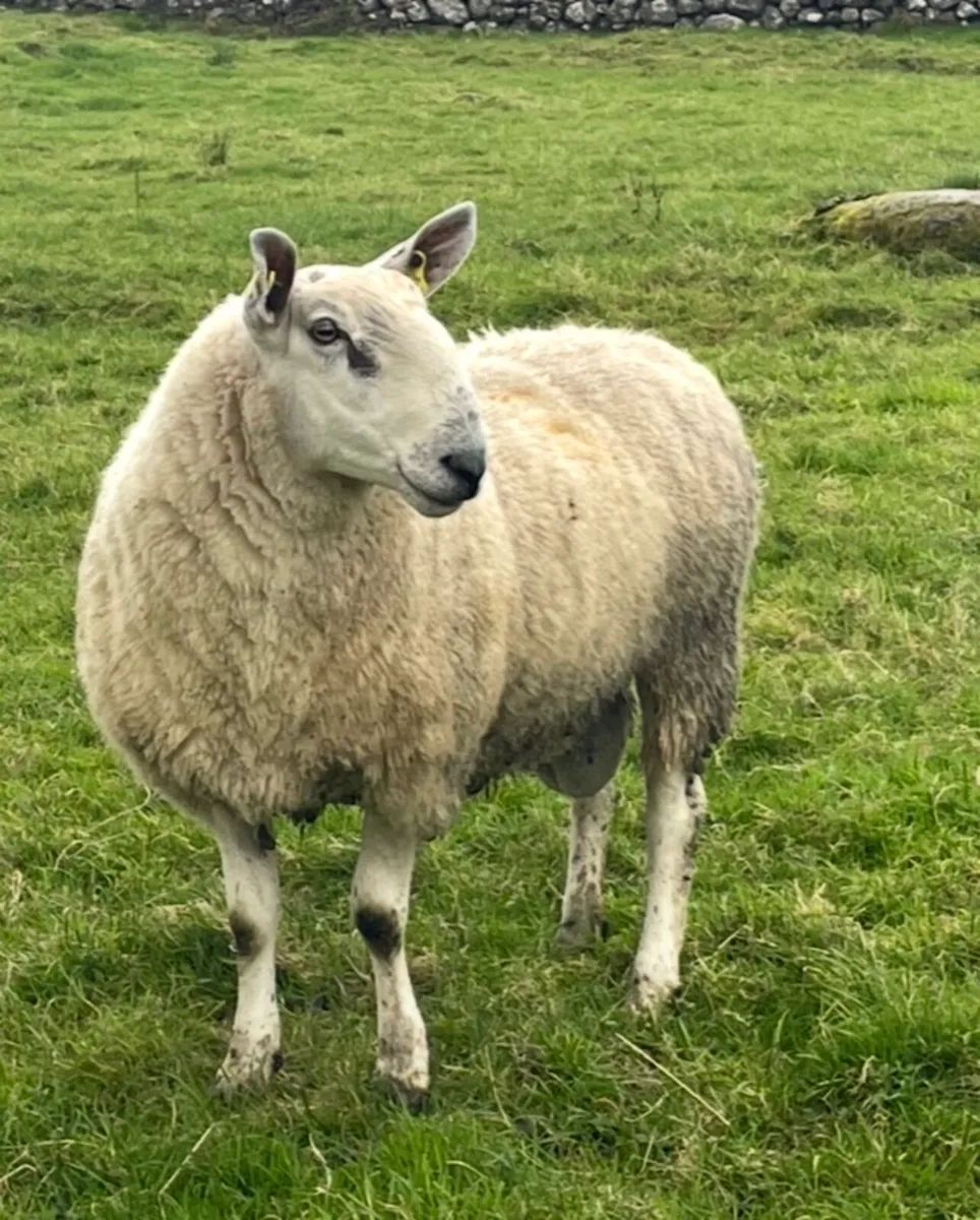 Bluefaced Leicester cross north country ram - Image 1