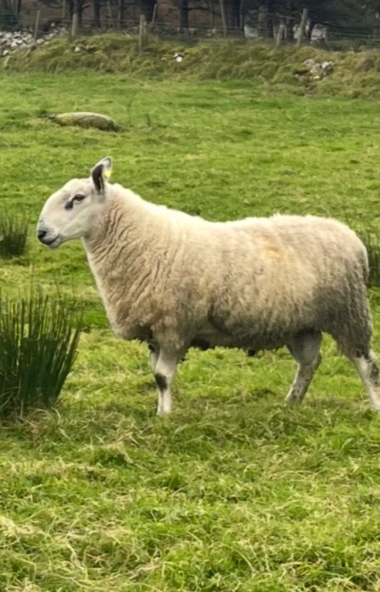 Bluefaced Leicester cross north country ram - Image 2