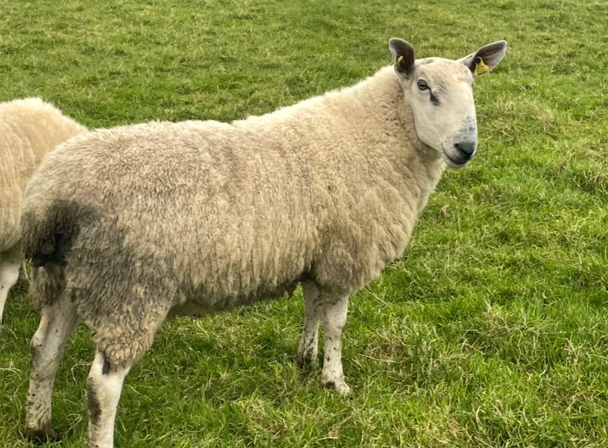 Bluefaced Leicester cross north country ram - Image 3