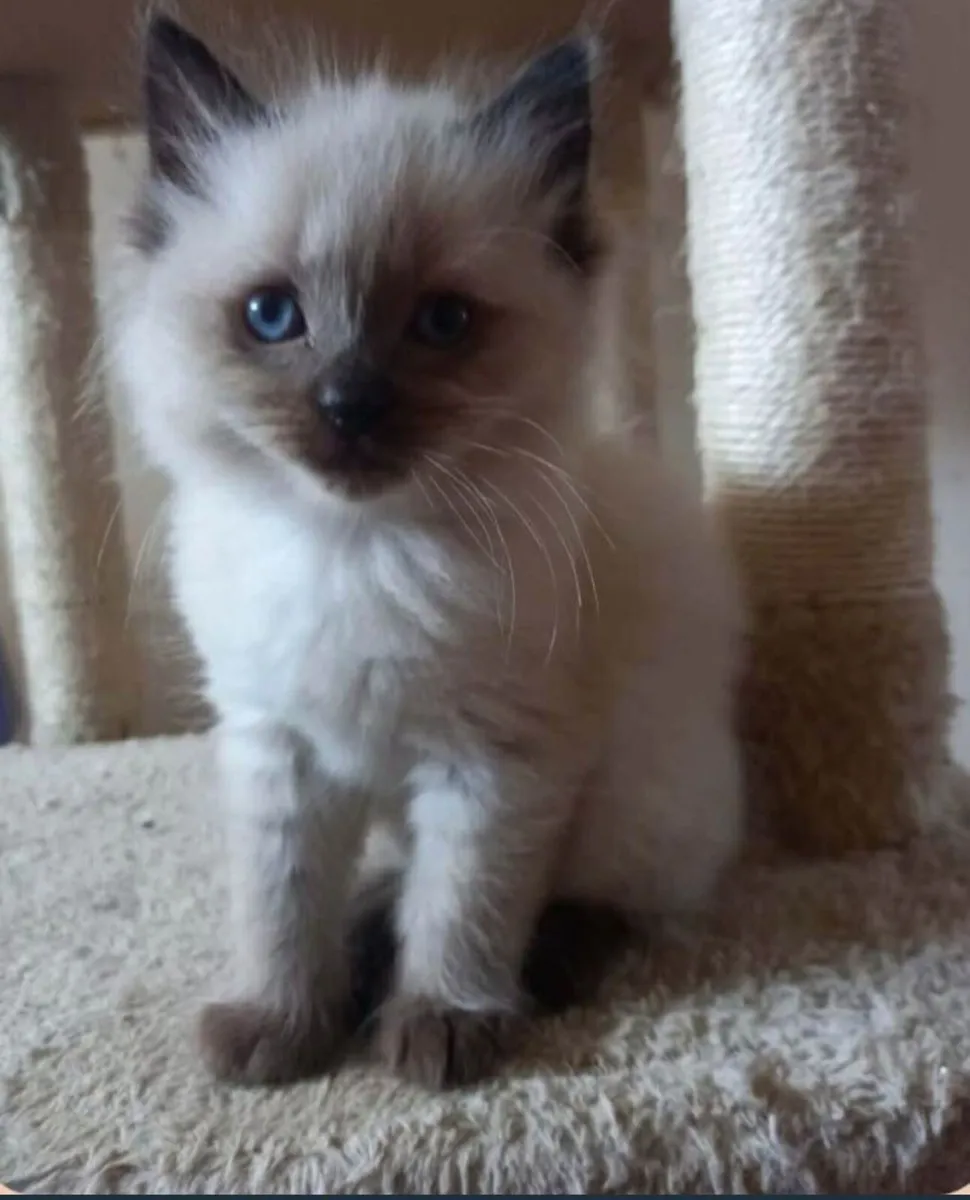 Ragdoll  mainecoon - Image 1