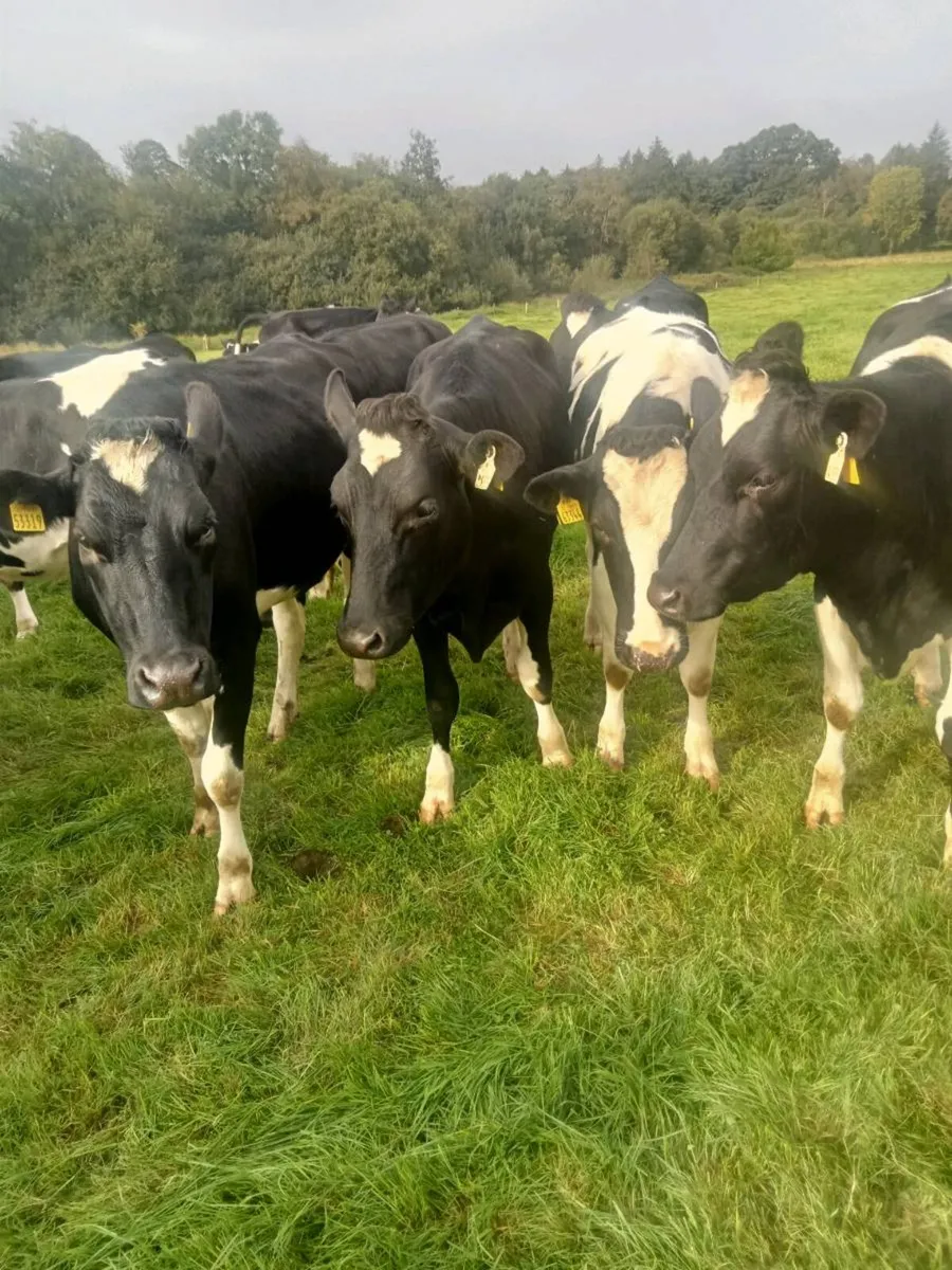 44 Incalf Hol/Fr Hfs in top EBI herd - Image 1