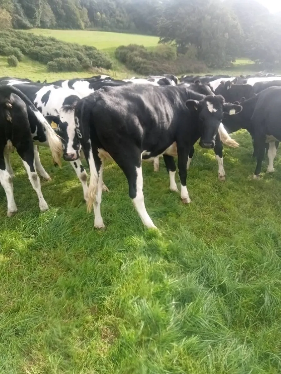 44 Incalf Hol/Fr Hfs in top EBI herd - Image 2