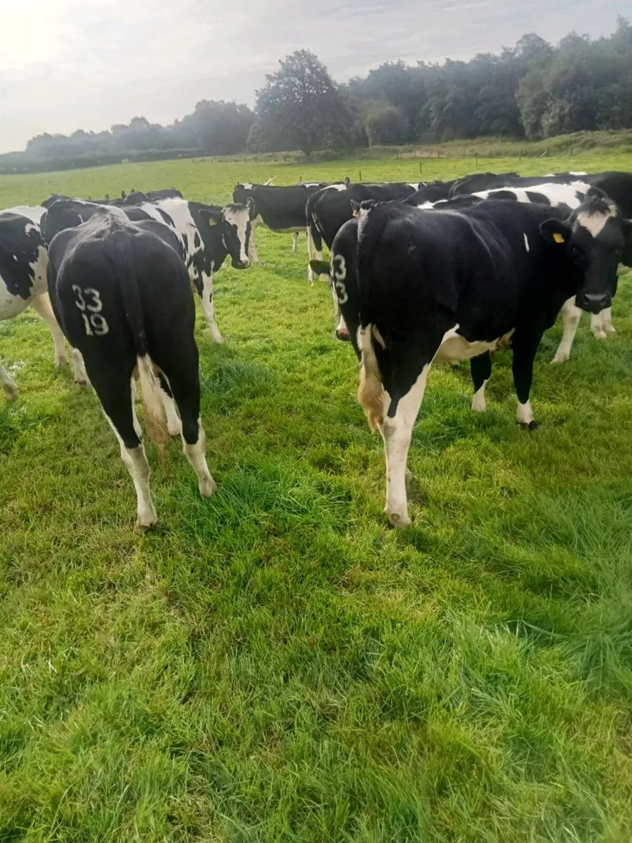 44 Incalf Hol/Fr Hfs in top EBI herd - Image 3