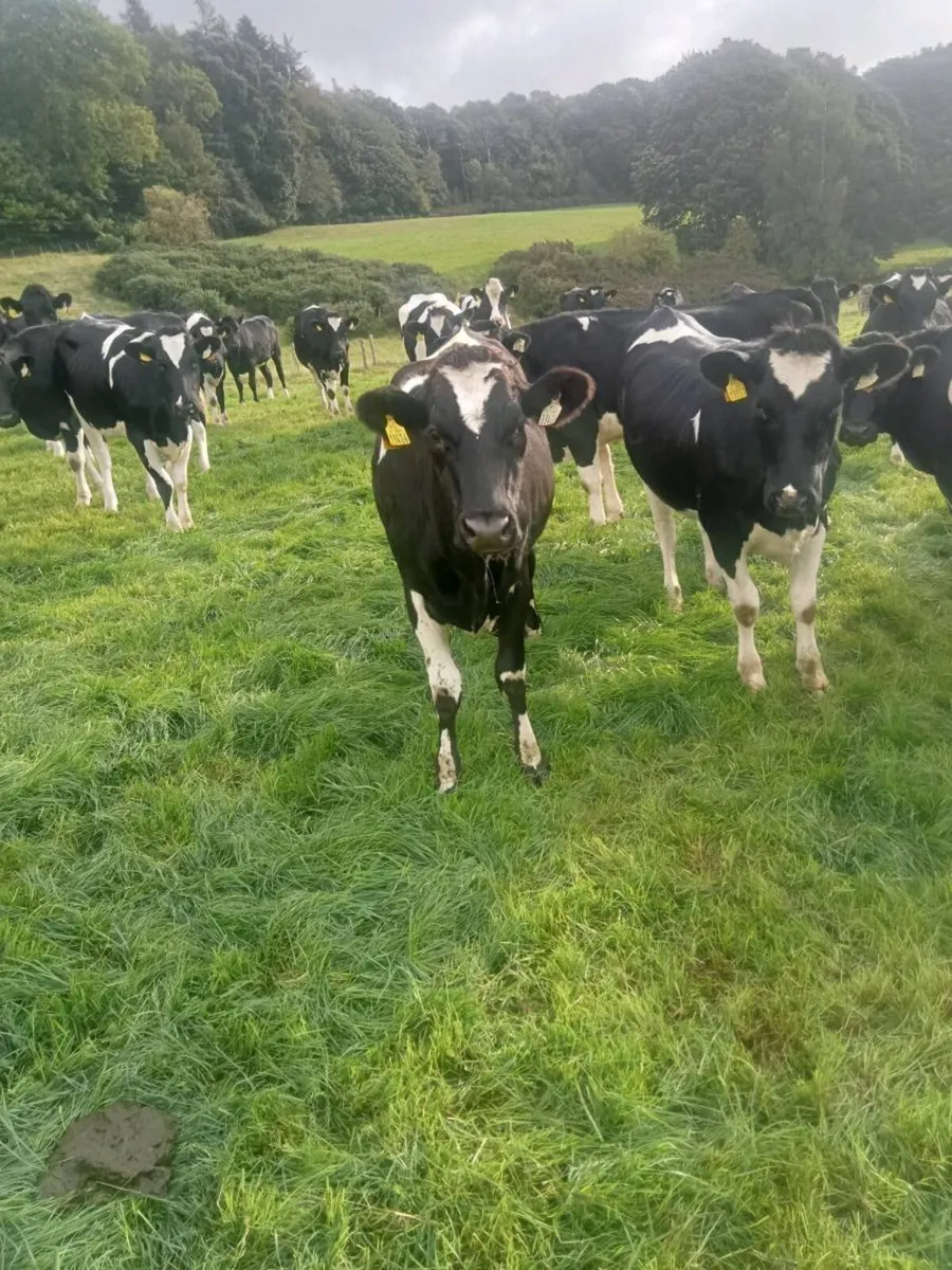 44 Incalf Hol/Fr Hfs in top EBI herd - Image 4