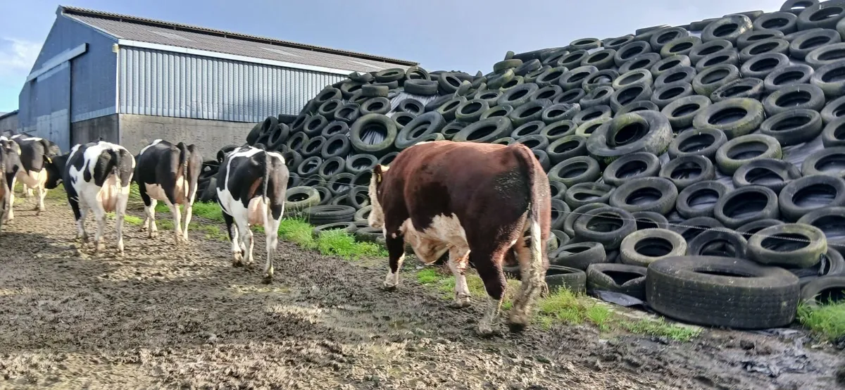 Bull - Image 2