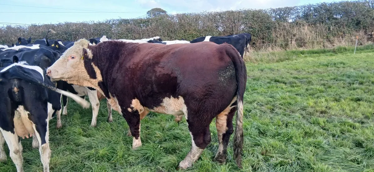 Bull - Image 3