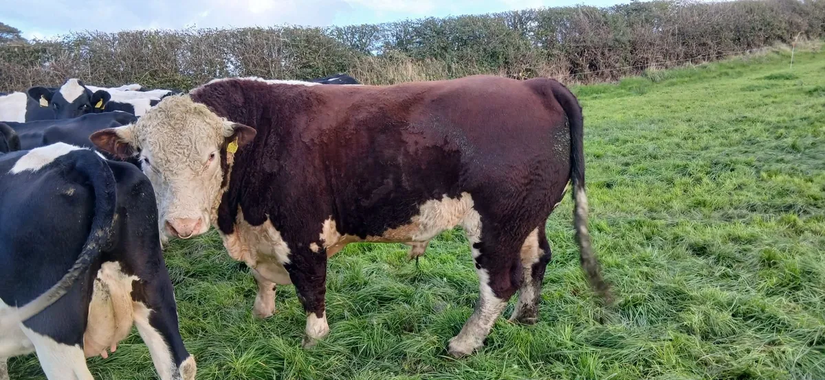 Bull - Image 1