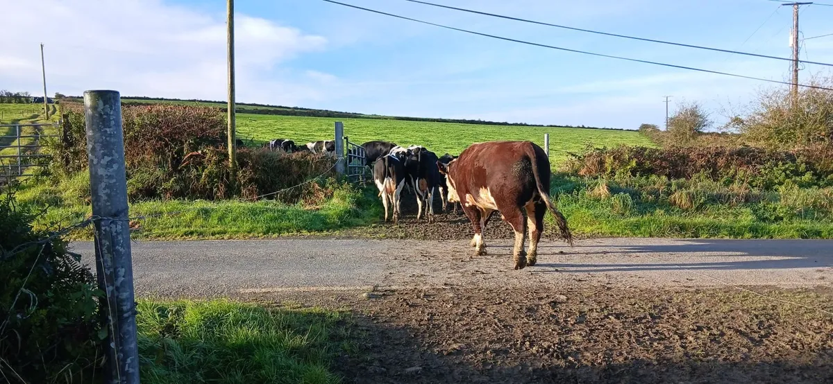 Bull - Image 4
