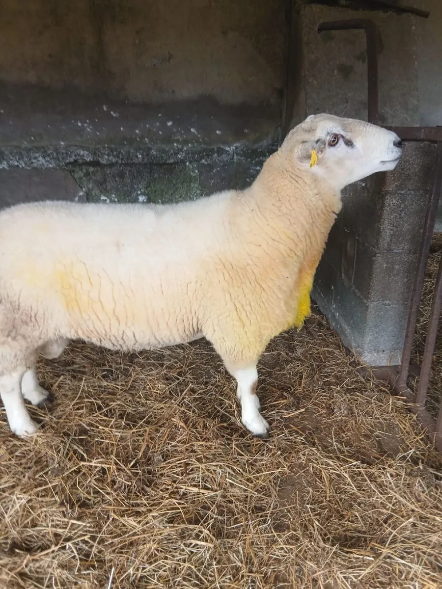 Sheep - Image 1