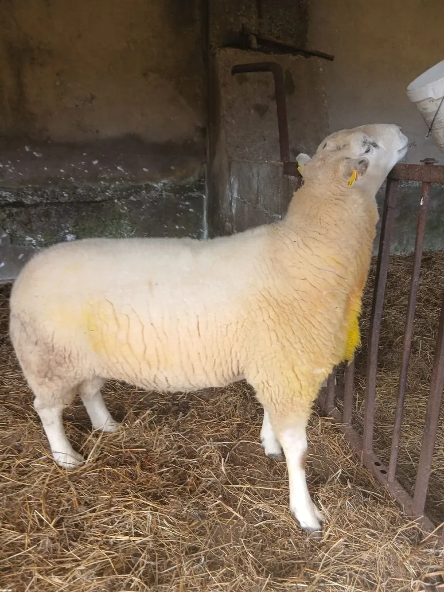 Sheep - Image 2