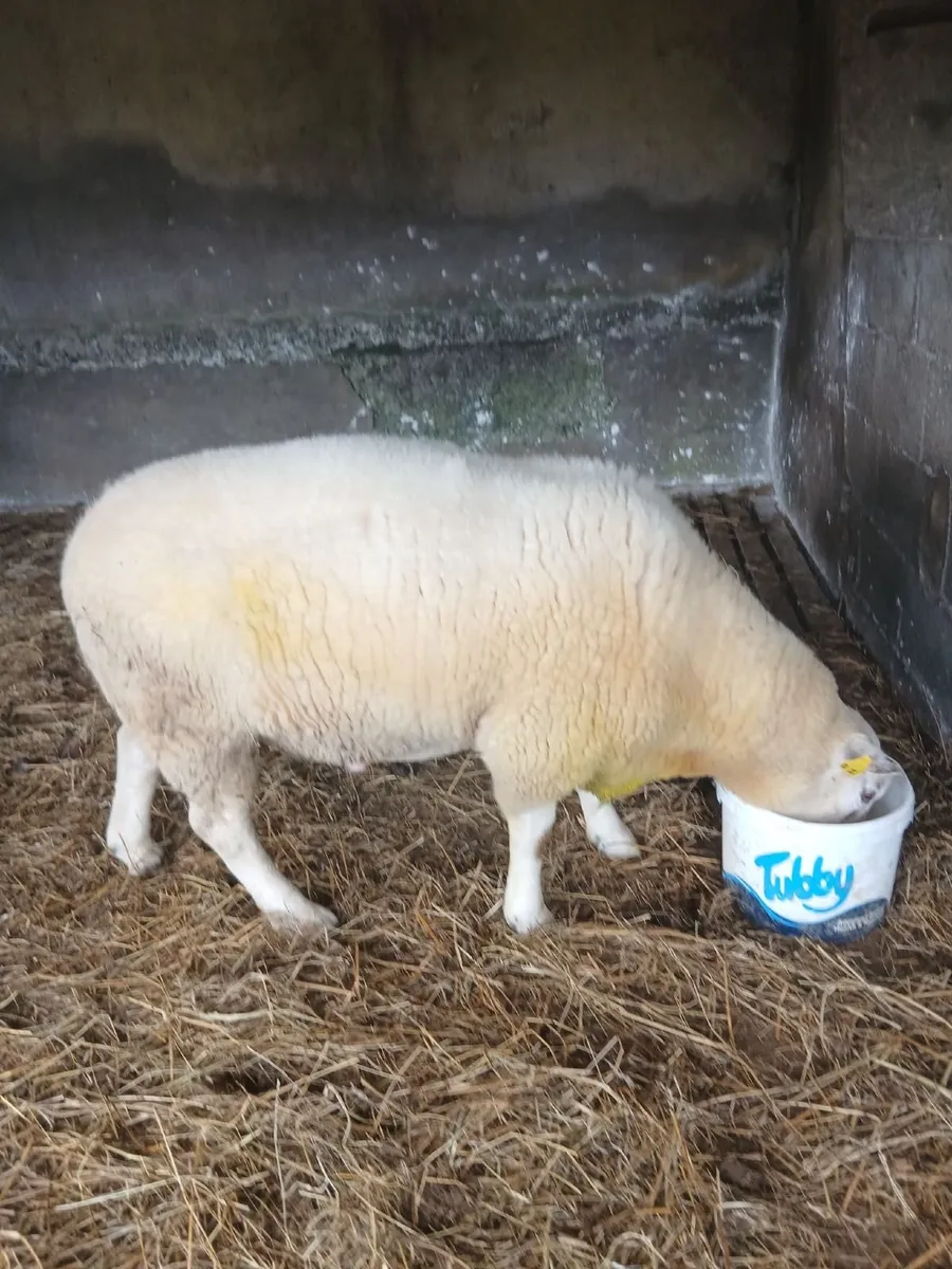 Sheep - Image 3