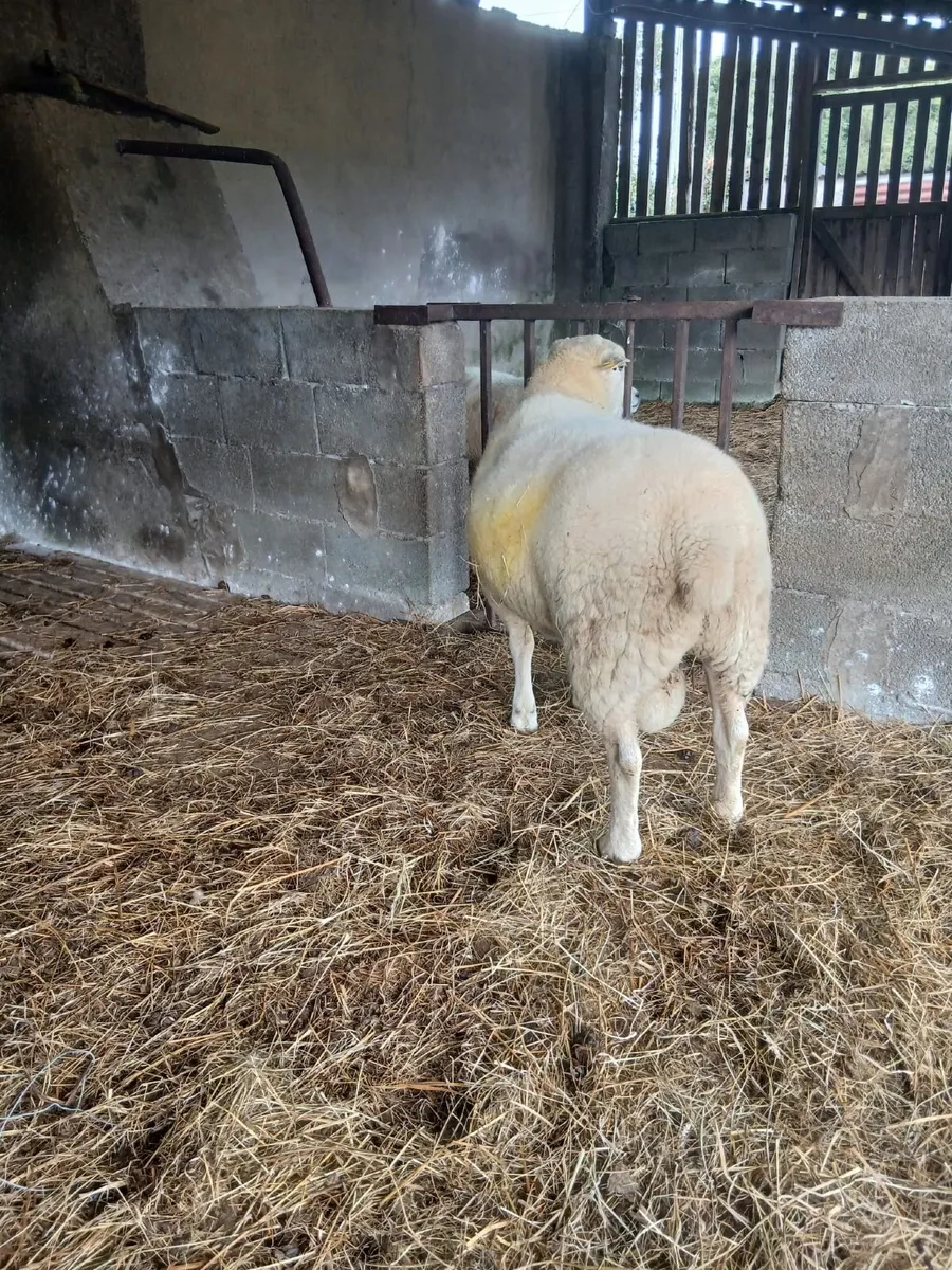 Sheep - Image 4