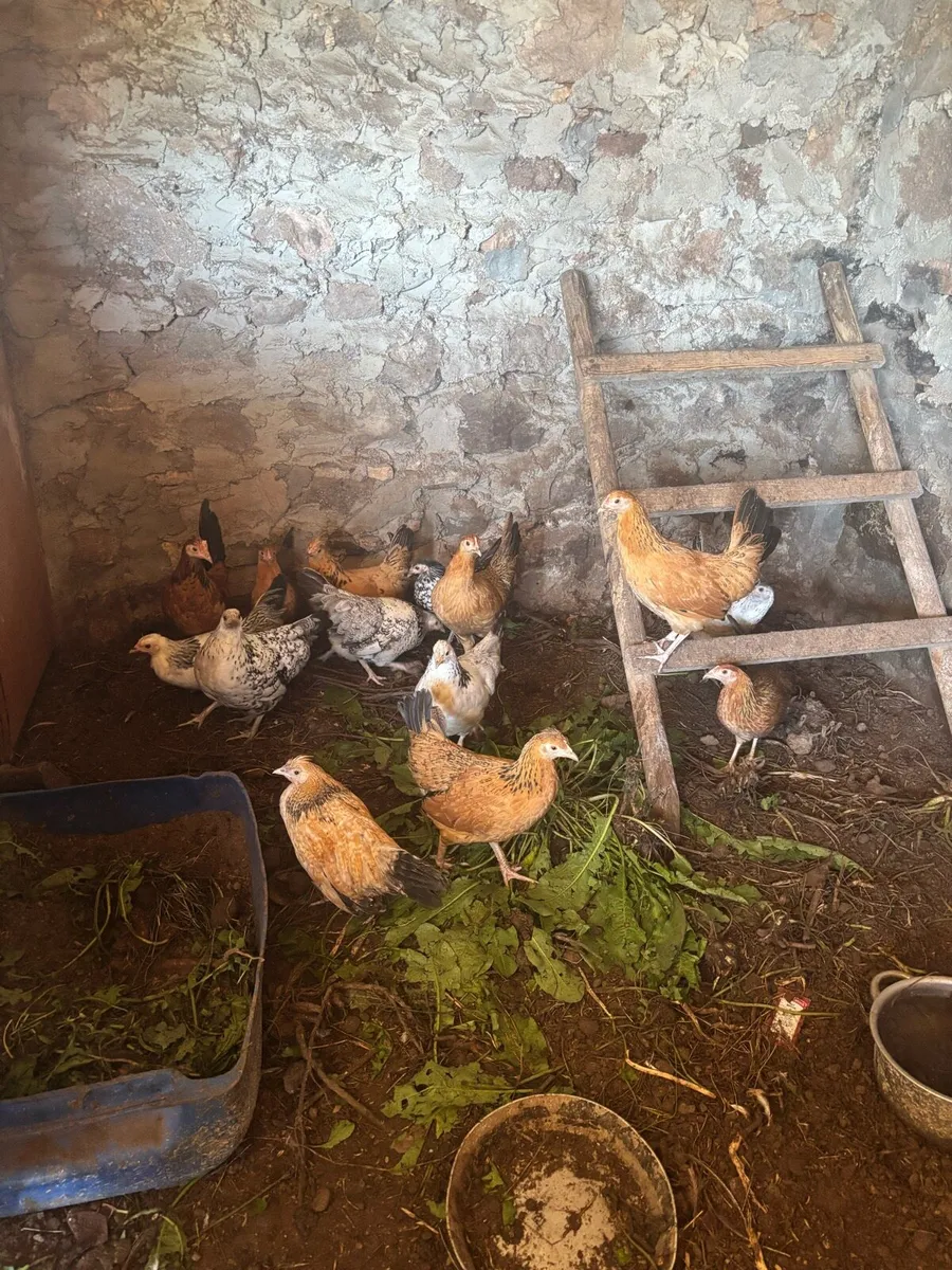 Chickens - Image 1