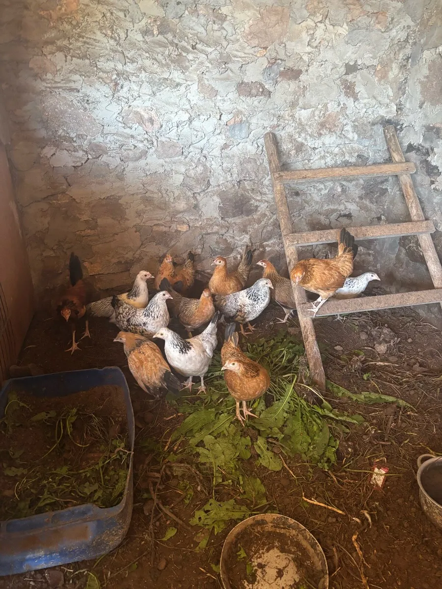 Chickens - Image 2