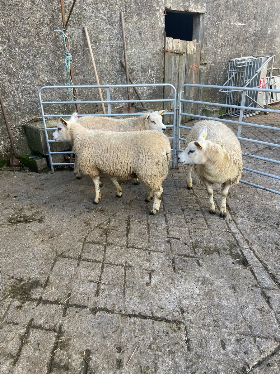 PBR texel lambs - Image 2