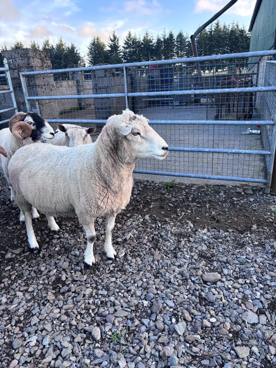 Highlander Ram - Image 4
