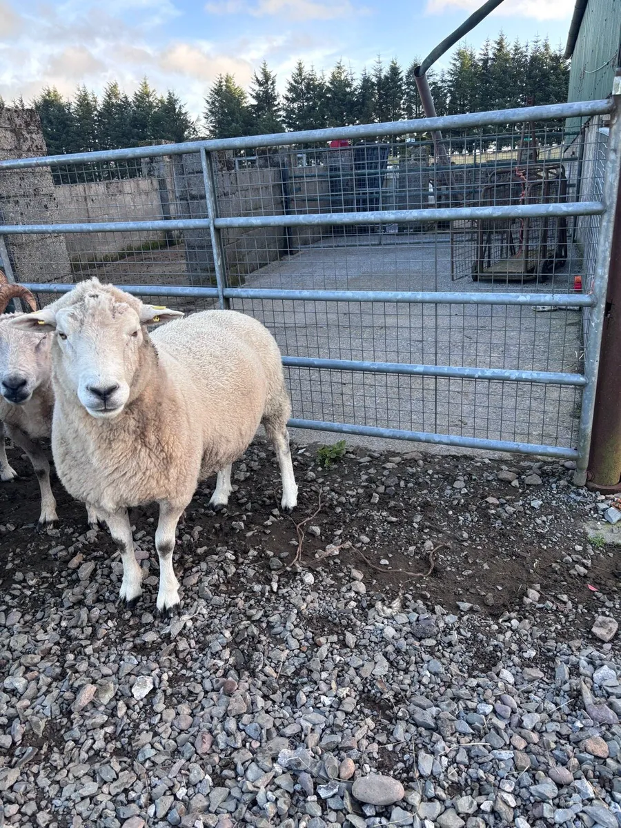 Highlander Ram - Image 1