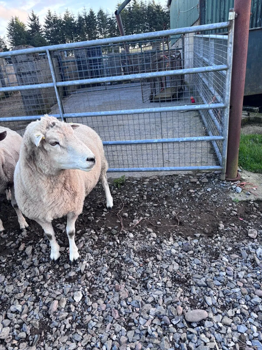 Highlander Ram - Image 2