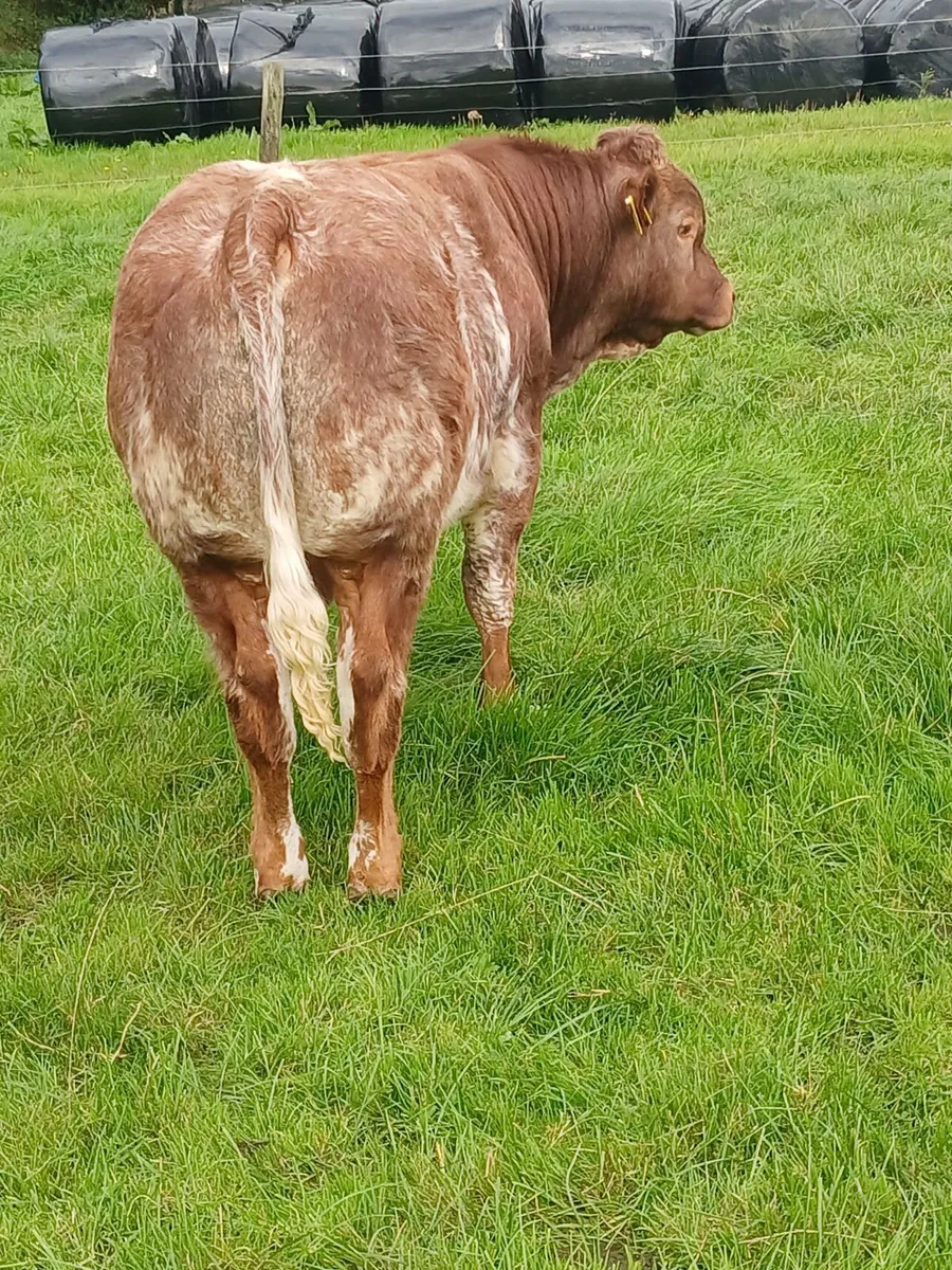 hybrid weanling bulls x PBR limousin cows - Image 2