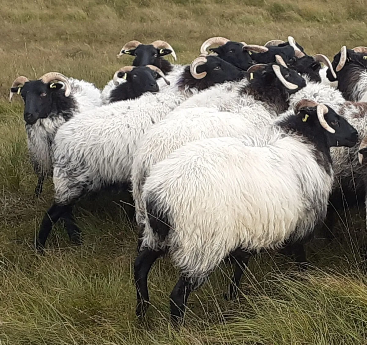 🔥 20 Mayo/Connemara Blackface Mountain Hoggets 🔥 - Image 3