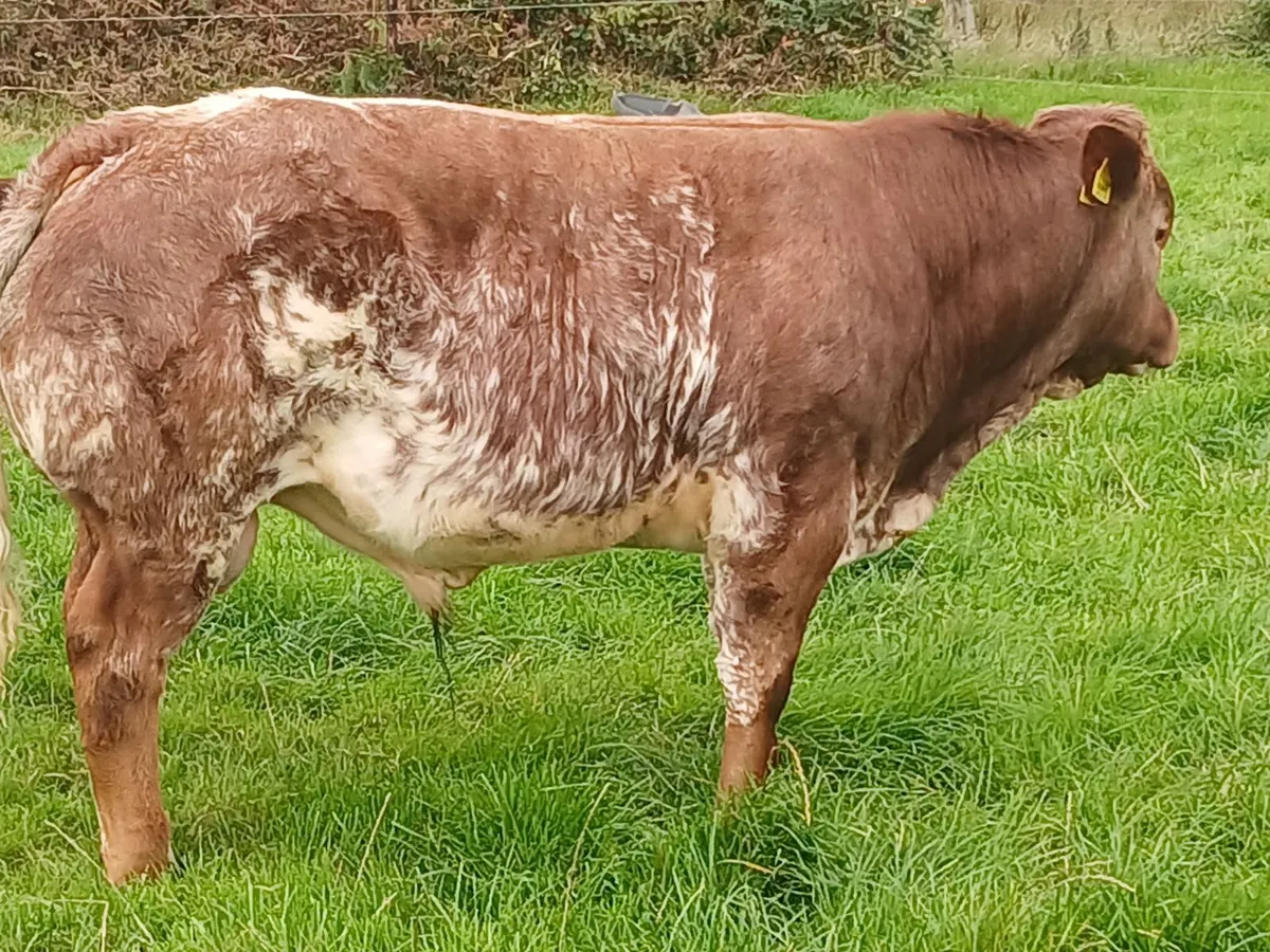 hybrid weanling bulls x PBR limousin cows - Image 1