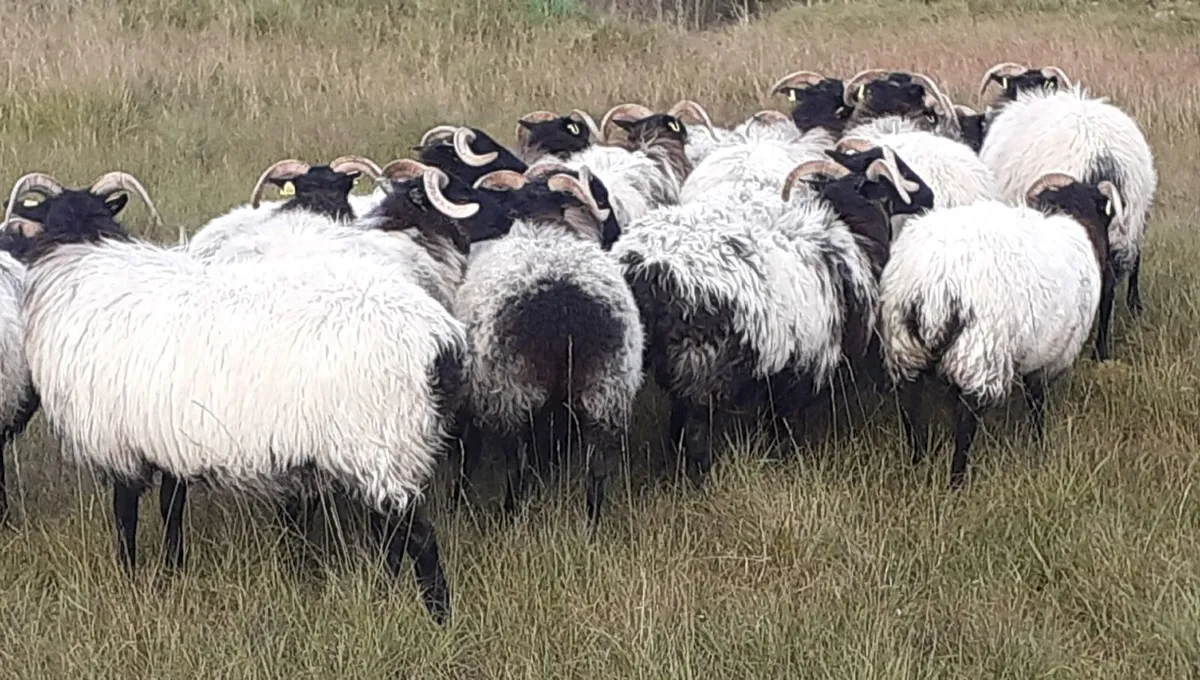 🔥 20 Mayo/Connemara Blackface Mountain Hoggets 🔥 - Image 4