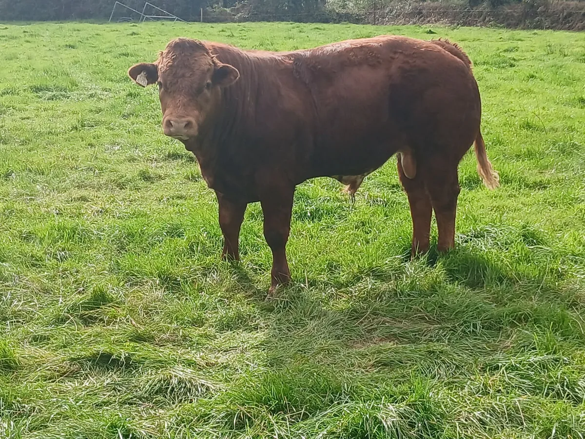 hybrid weanling bulls x PBR limousin cows - Image 3