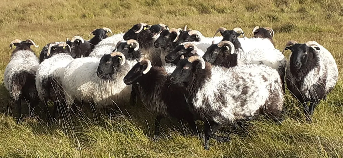 🔥 20 Mayo/Connemara Blackface Mountain Hoggets 🔥 - Image 2