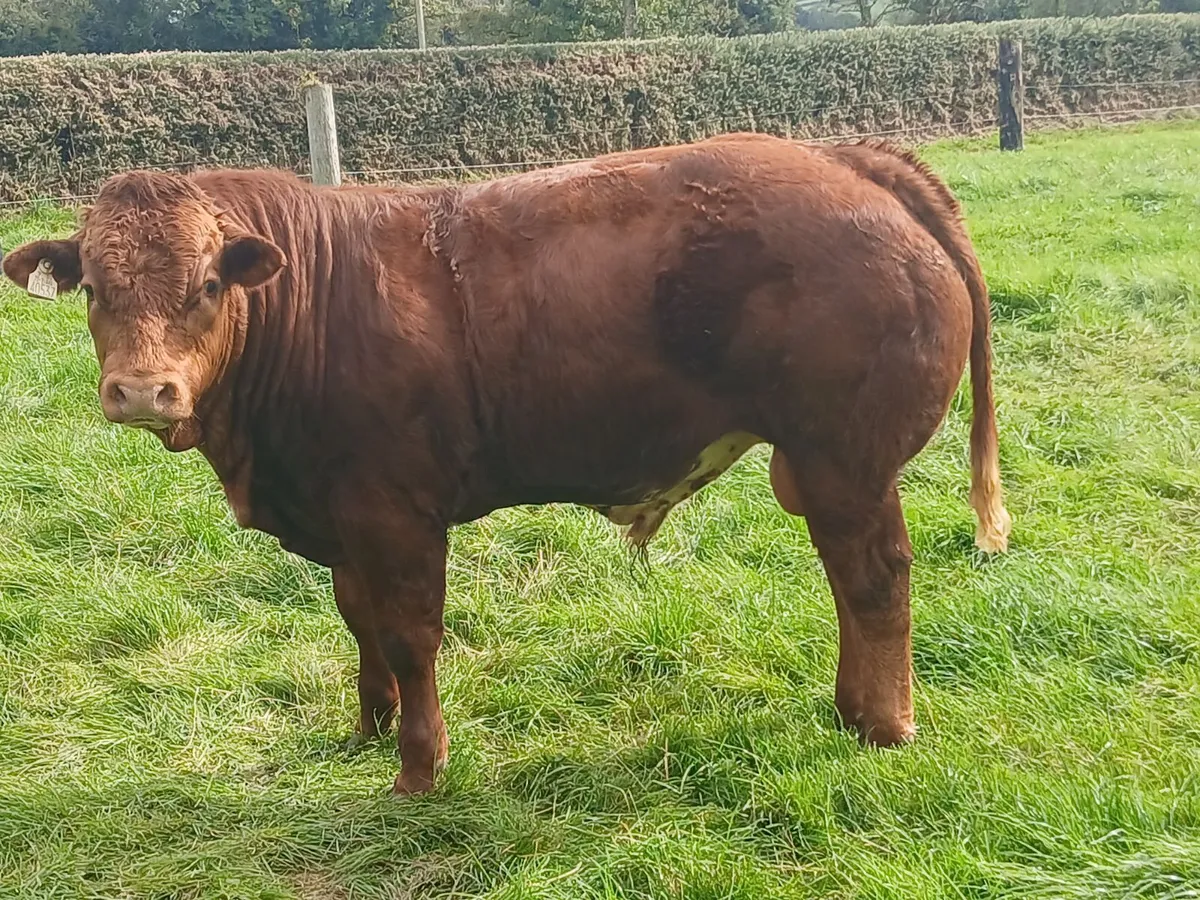 hybrid weanling bulls x PBR limousin cows - Image 4
