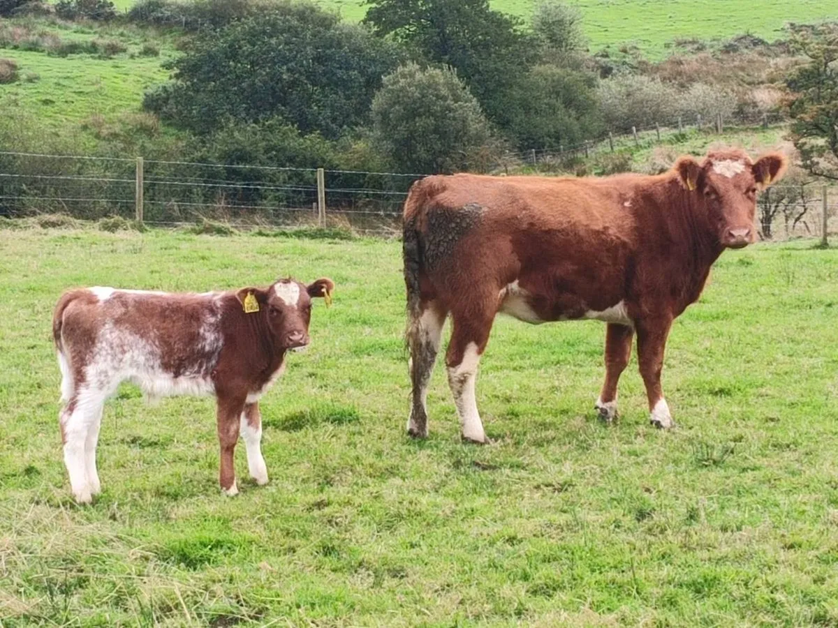 Roan Heifer with bull calf. - Image 1
