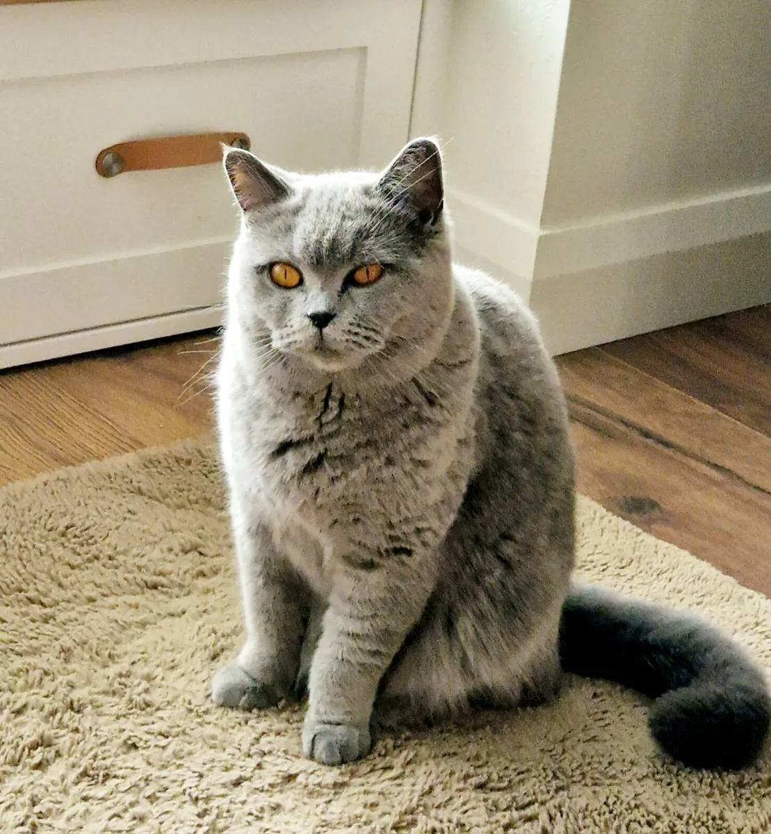 British Shorthair Cat - Image 1