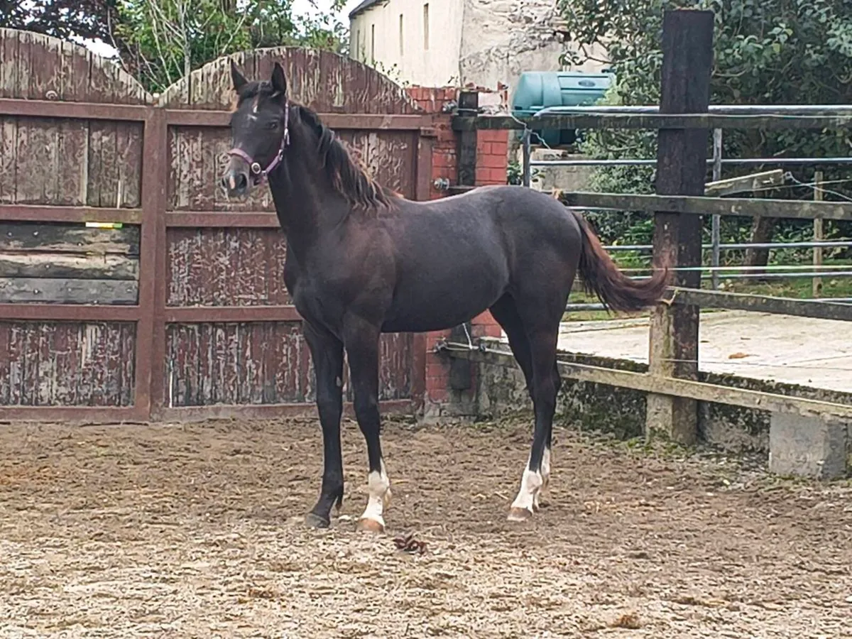 Selection of well bred sports horse foals - Image 1