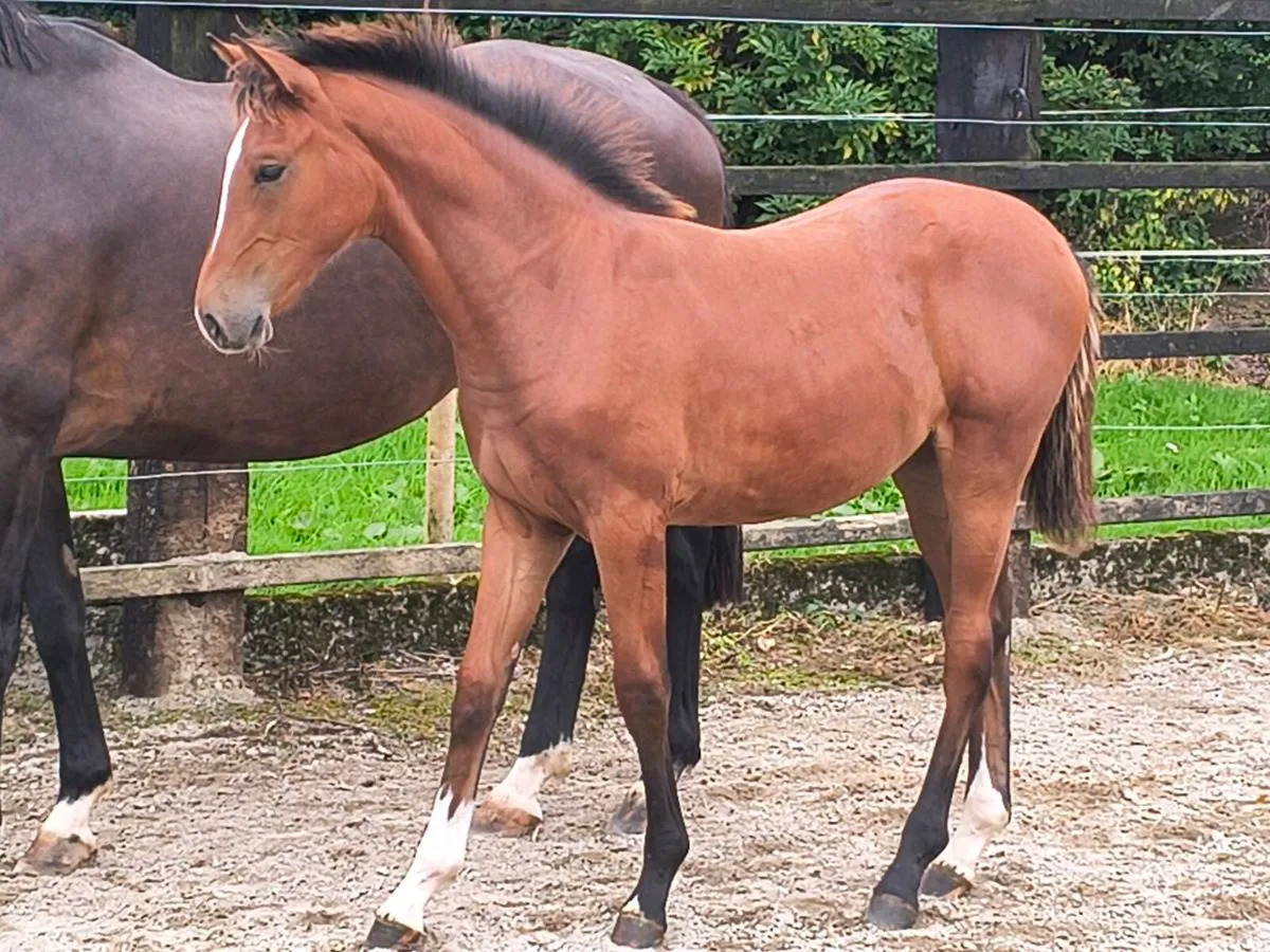 Selection of well bred sports horse foals - Image 2