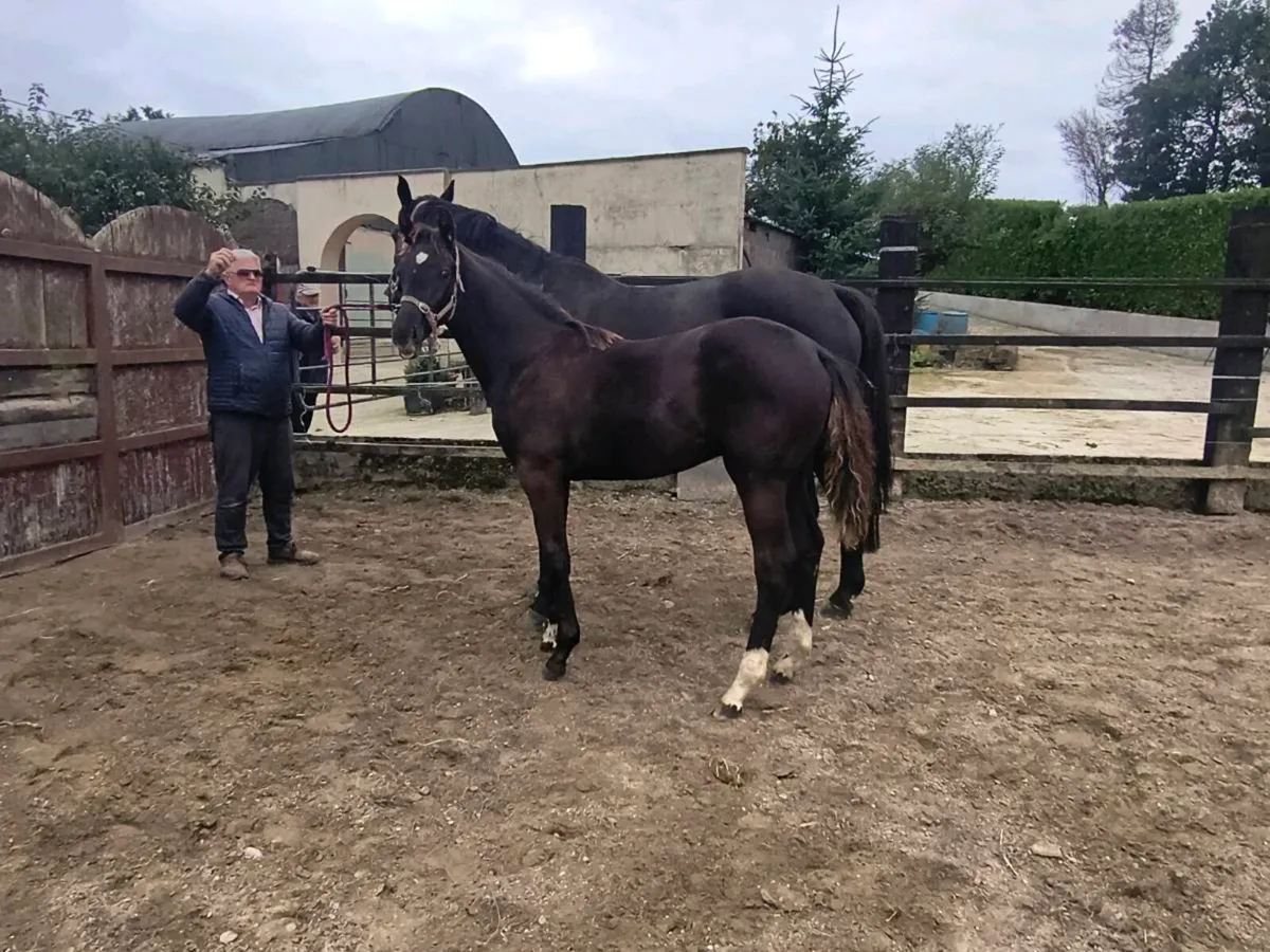 Selection of well bred sports horse foals - Image 3