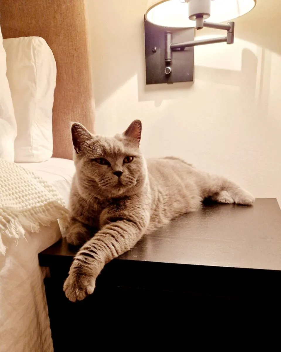 British Shorthair Cat - Image 3