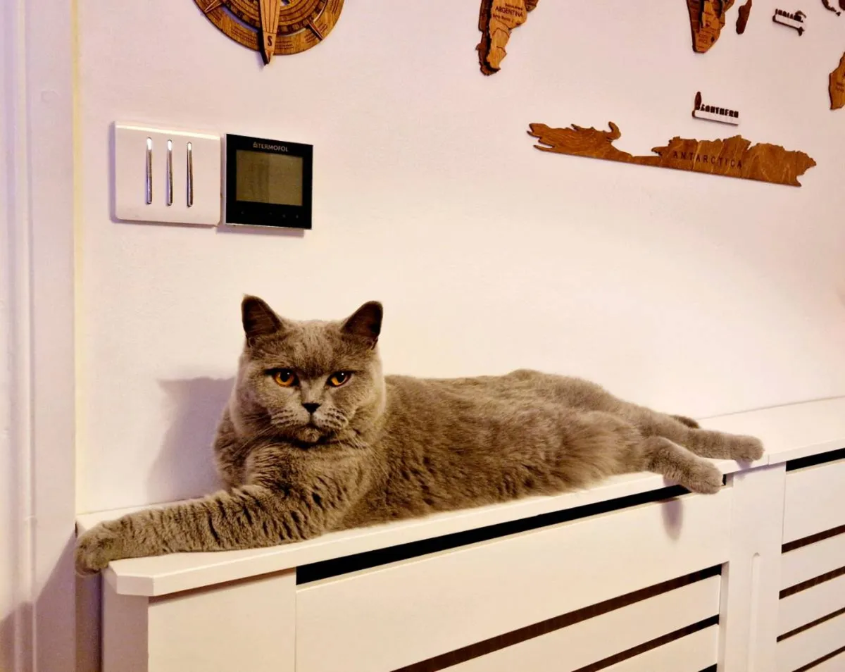 British Shorthair Cat - Image 4