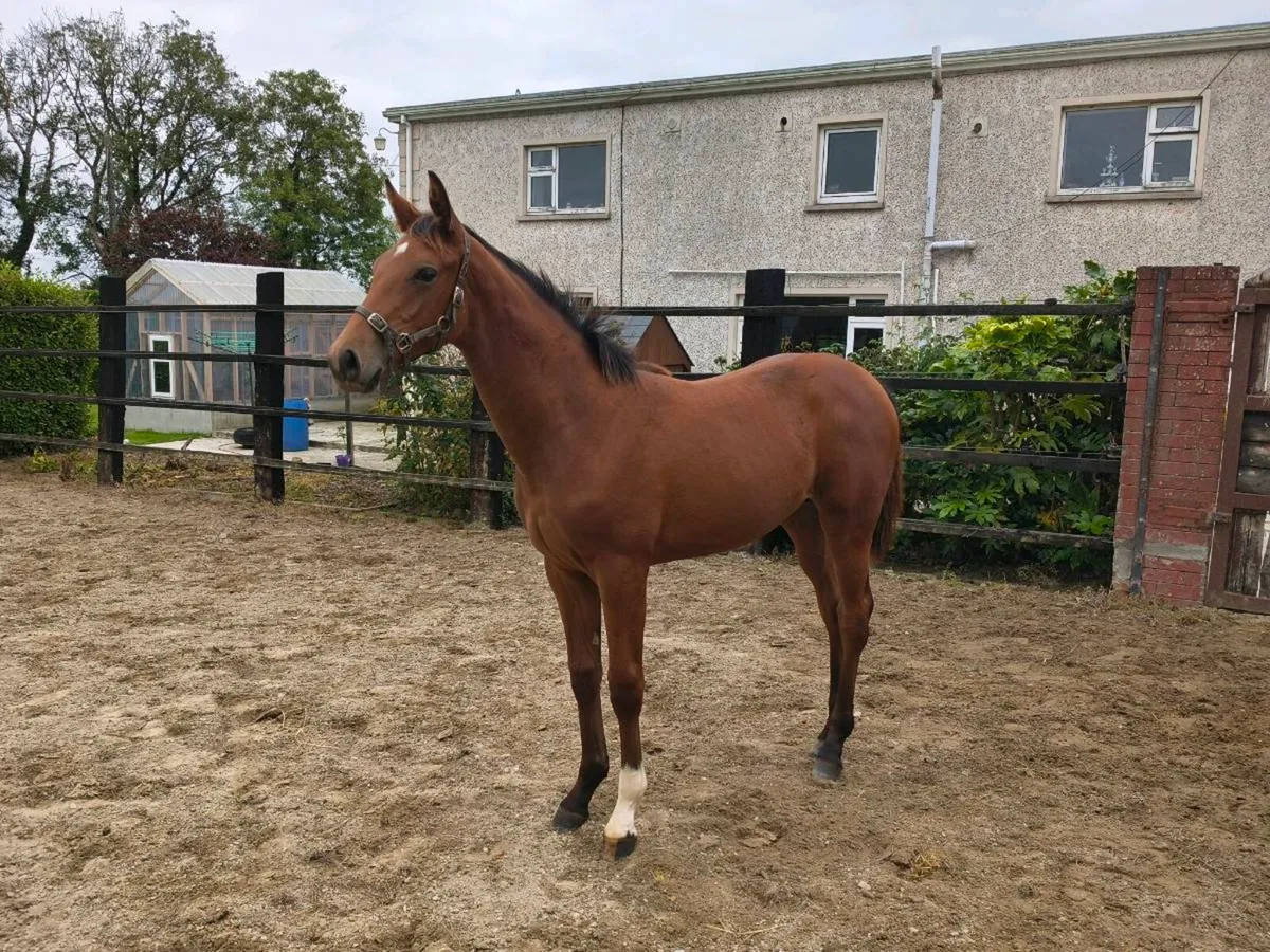 Selection of well bred sports horse foals - Image 4