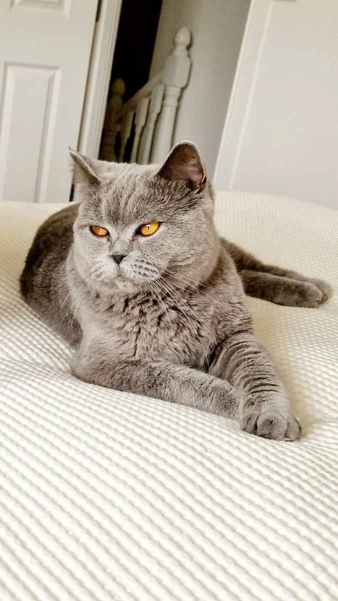 British Shorthair Cat - Image 2