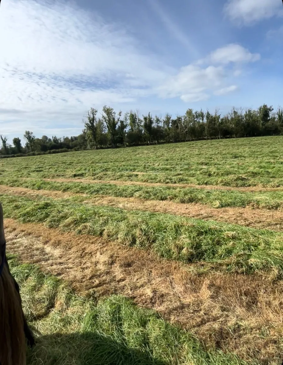 Haylage bales - Image 3
