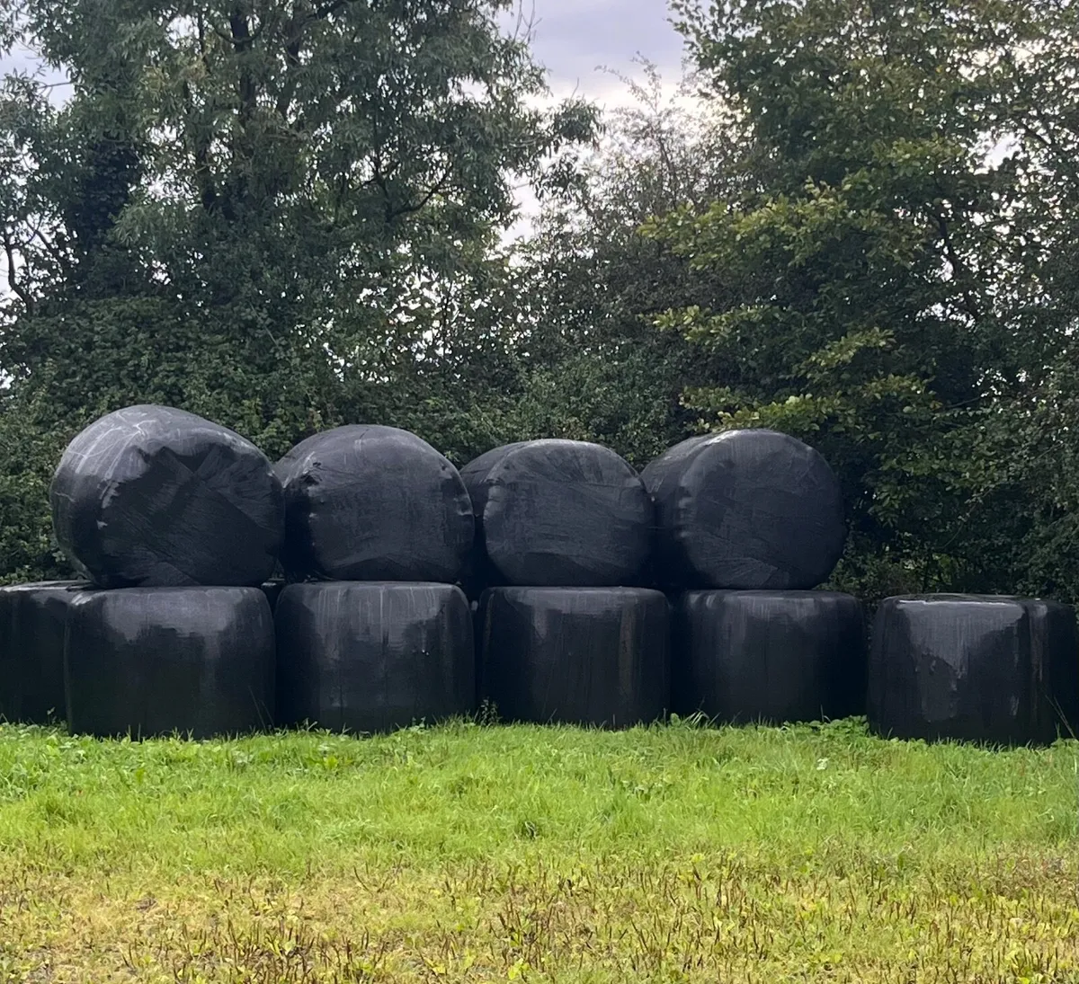 Haylage bales - Image 1